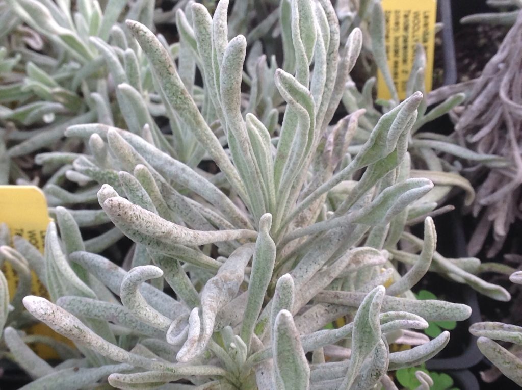 Lavandula lanata 'Boiss' / Lavandula tomentosa - Woolly Lavender - Image 3