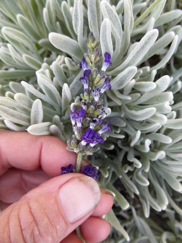 Lavandula lanata 'Boiss' / Lavandula tomentosa - Woolly Lavender - Image 4
