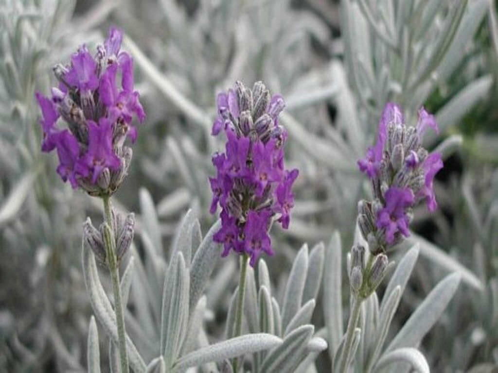 Lavandula lanata 'Boiss' / Lavandula tomentosa - Woolly Lavender - Image 5