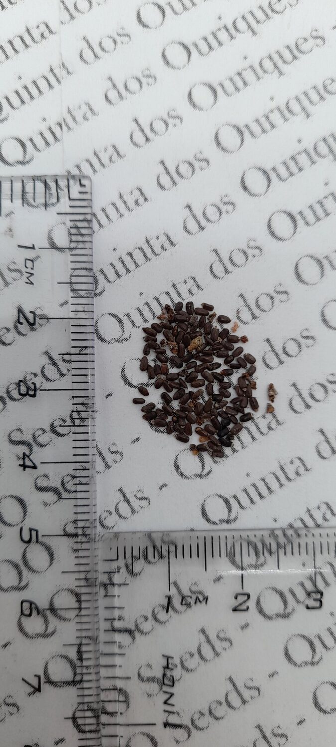 Lavandula lanata 'Boiss' / Lavandula tomentosa - Woolly Lavender - Image 6