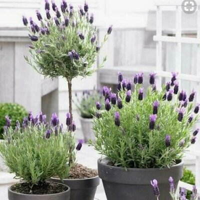 Lavandula pedunculata / Lavandula stoechas subsp. pedunculata / Stoechas pedunculata - French Lavender, Lavender Butterfly, Papillon Lavandula, Alfazema Papillon, Spanish Lavender, Lemon-scented Lavender - 50.00