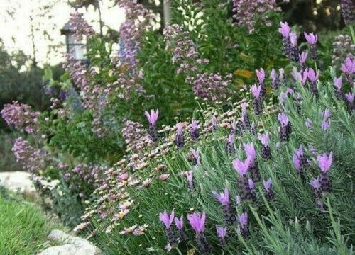 Lavandula pedunculata / Lavandula stoechas subsp. pedunculata / Stoechas pedunculata - French Lavender, Lavender Butterfly, Papillon Lavandula, Alfazema Papillon, Spanish Lavender, Lemon-scented Lavender - Image 2