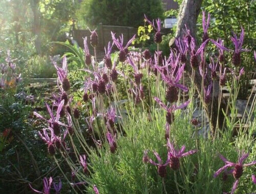 Lavandula pedunculata / Lavandula stoechas subsp. pedunculata / Stoechas pedunculata - French Lavender, Lavender Butterfly, Papillon Lavandula, Alfazema Papillon, Spanish Lavender, Lemon-scented Lavender - Image 3