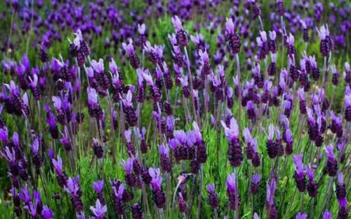 Lavandula pedunculata / Lavandula stoechas subsp. pedunculata / Stoechas pedunculata - French Lavender, Lavender Butterfly, Papillon Lavandula, Alfazema Papillon, Spanish Lavender, Lemon-scented Lavender - Image 4