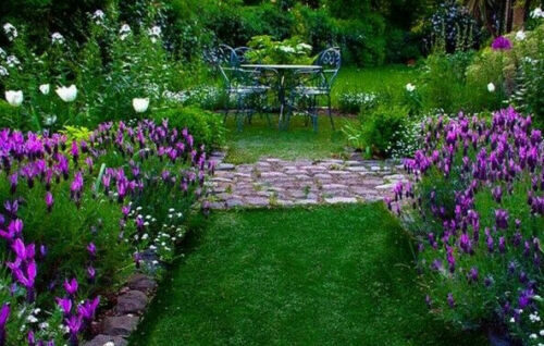 Lavandula pedunculata / Lavandula stoechas subsp. pedunculata / Stoechas pedunculata - French Lavender, Lavender Butterfly, Papillon Lavandula, Alfazema Papillon, Spanish Lavender, Lemon-scented Lavender - Image 5