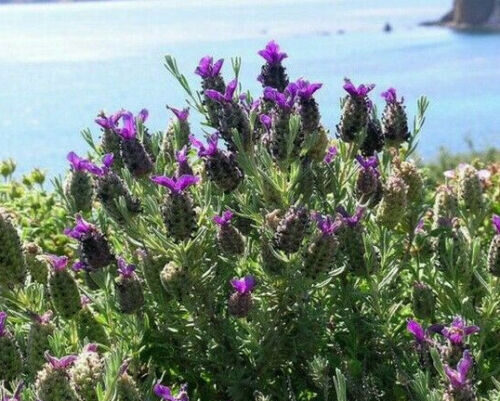 Lavandula pedunculata / Lavandula stoechas subsp. pedunculata / Stoechas pedunculata - French Lavender, Lavender Butterfly, Papillon Lavandula, Alfazema Papillon, Spanish Lavender, Lemon-scented Lavender - Image 6