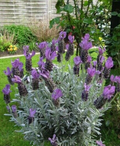 Lavandula pedunculata / Lavandula stoechas subsp. pedunculata / Stoechas pedunculata - French Lavender, Lavender Butterfly, Papillon Lavandula, Alfazema Papillon, Spanish Lavender, Lemon-scented Lavender - Image 7