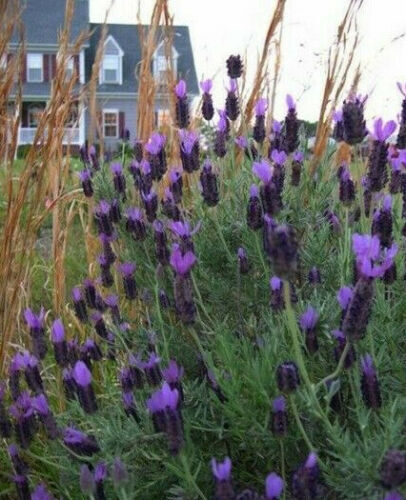Lavandula pedunculata / Lavandula stoechas subsp. pedunculata / Stoechas pedunculata - French Lavender, Lavender Butterfly, Papillon Lavandula, Alfazema Papillon, Spanish Lavender, Lemon-scented Lavender - Image 8
