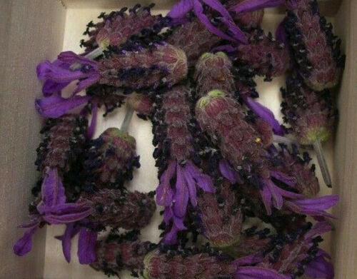 Lavandula pedunculata / Lavandula stoechas subsp. pedunculata / Stoechas pedunculata - French Lavender, Lavender Butterfly, Papillon Lavandula, Alfazema Papillon, Spanish Lavender, Lemon-scented Lavender - Image 9