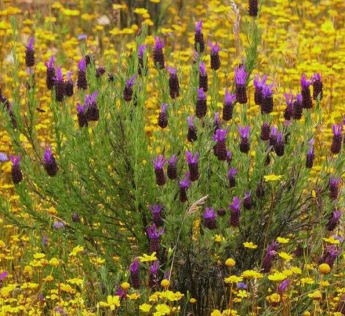 Lavandula pedunculata / Lavandula stoechas subsp. pedunculata / Stoechas pedunculata - French Lavender, Lavender Butterfly, Papillon Lavandula, Alfazema Papillon, Spanish Lavender, Lemon-scented Lavender - Image 10