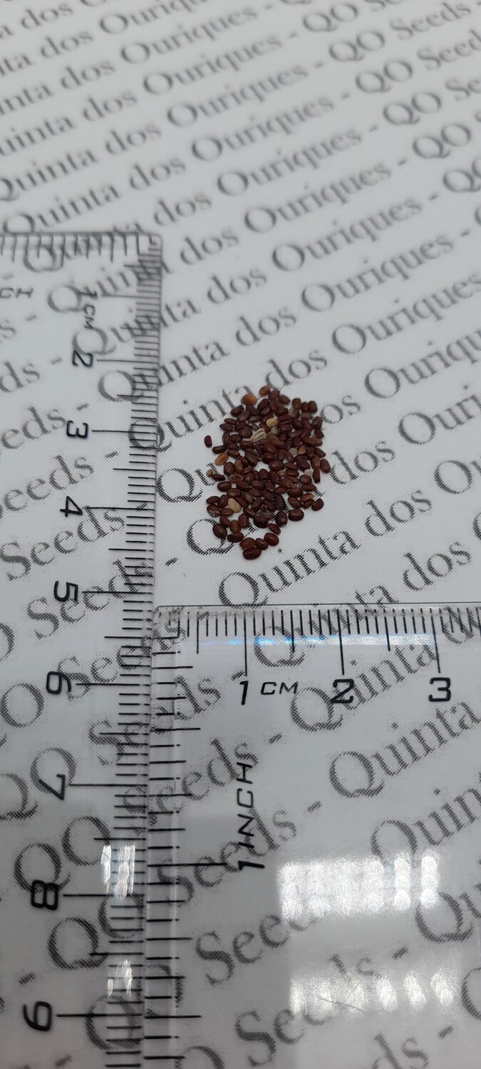 Lavandula pedunculata / Lavandula stoechas subsp. pedunculata / Stoechas pedunculata - French Lavender, Lavender Butterfly, Papillon Lavandula, Alfazema Papillon, Spanish Lavender, Lemon-scented Lavender - Image 11