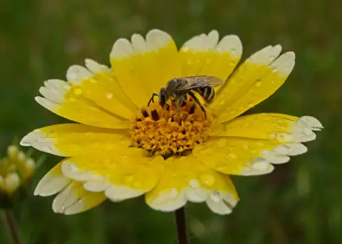 Layia platyglossa - Elegant layia, tidytips, tidy tips daisy, egg-fried flower - Image 2