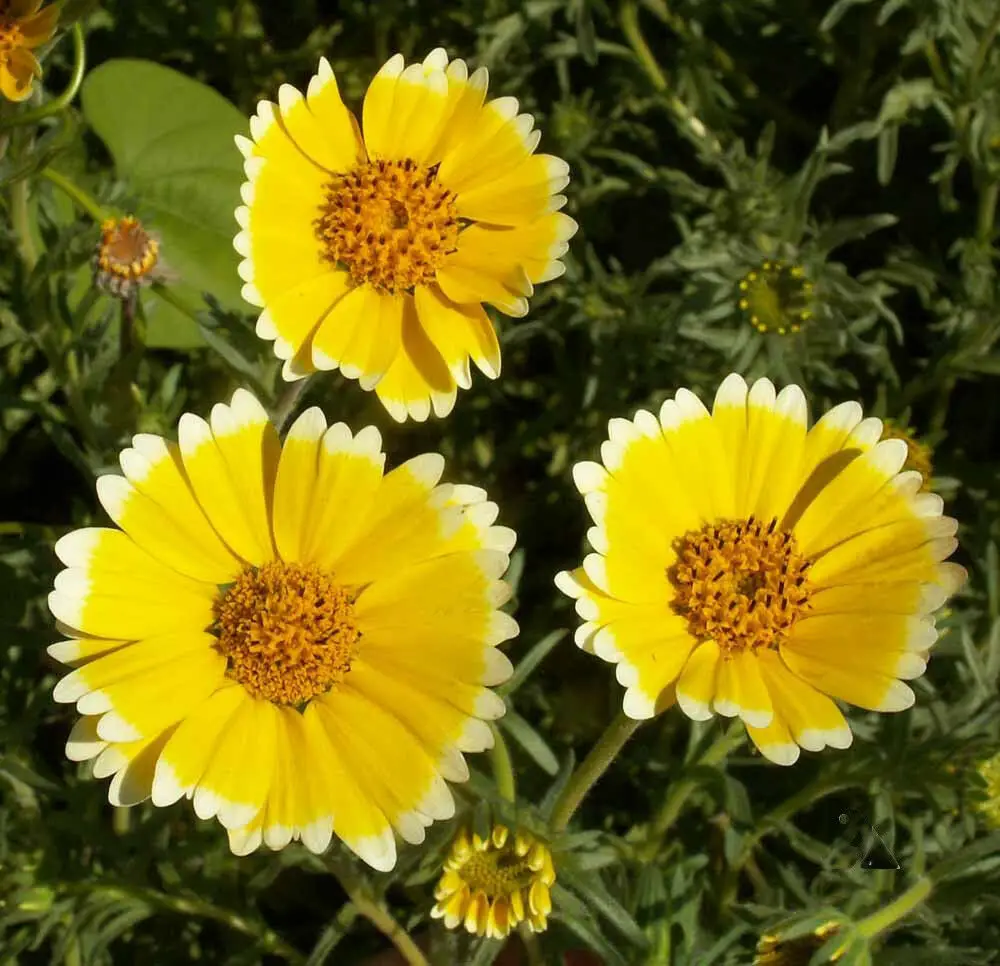 Layia platyglossa - Elegant layia, tidytips, tidy tips daisy, egg-fried flower - Image 3