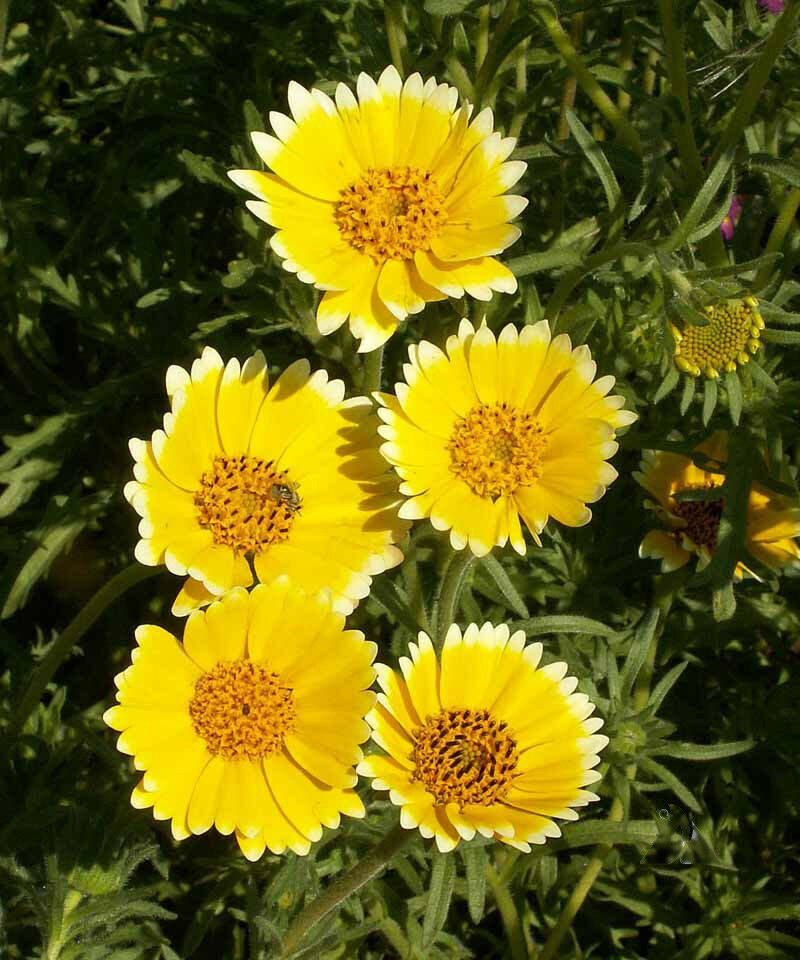 Layia platyglossa - Elegant layia, tidytips, tidy tips daisy, egg-fried flower - Image 4