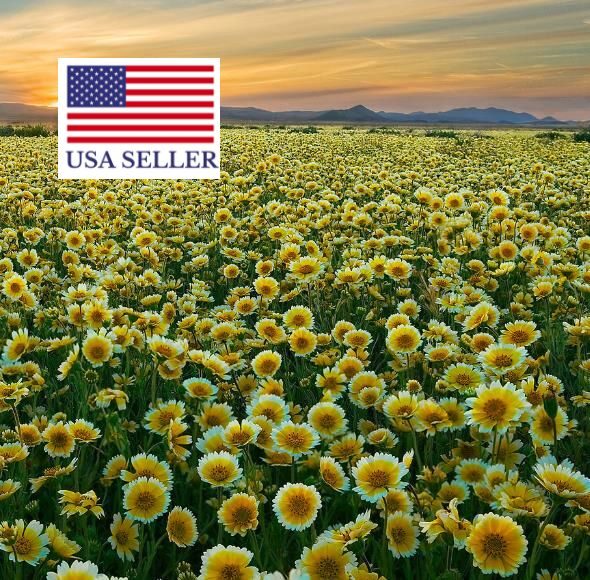 Layia platyglossa - Elegant layia, tidytips, tidy tips daisy, egg-fried flower - Image 5