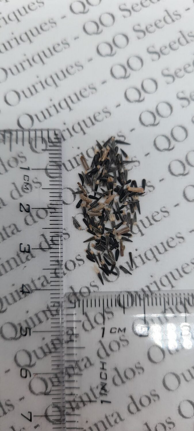 Layia platyglossa - Elegant layia, tidytips, tidy tips daisy, egg-fried flower - Image 6