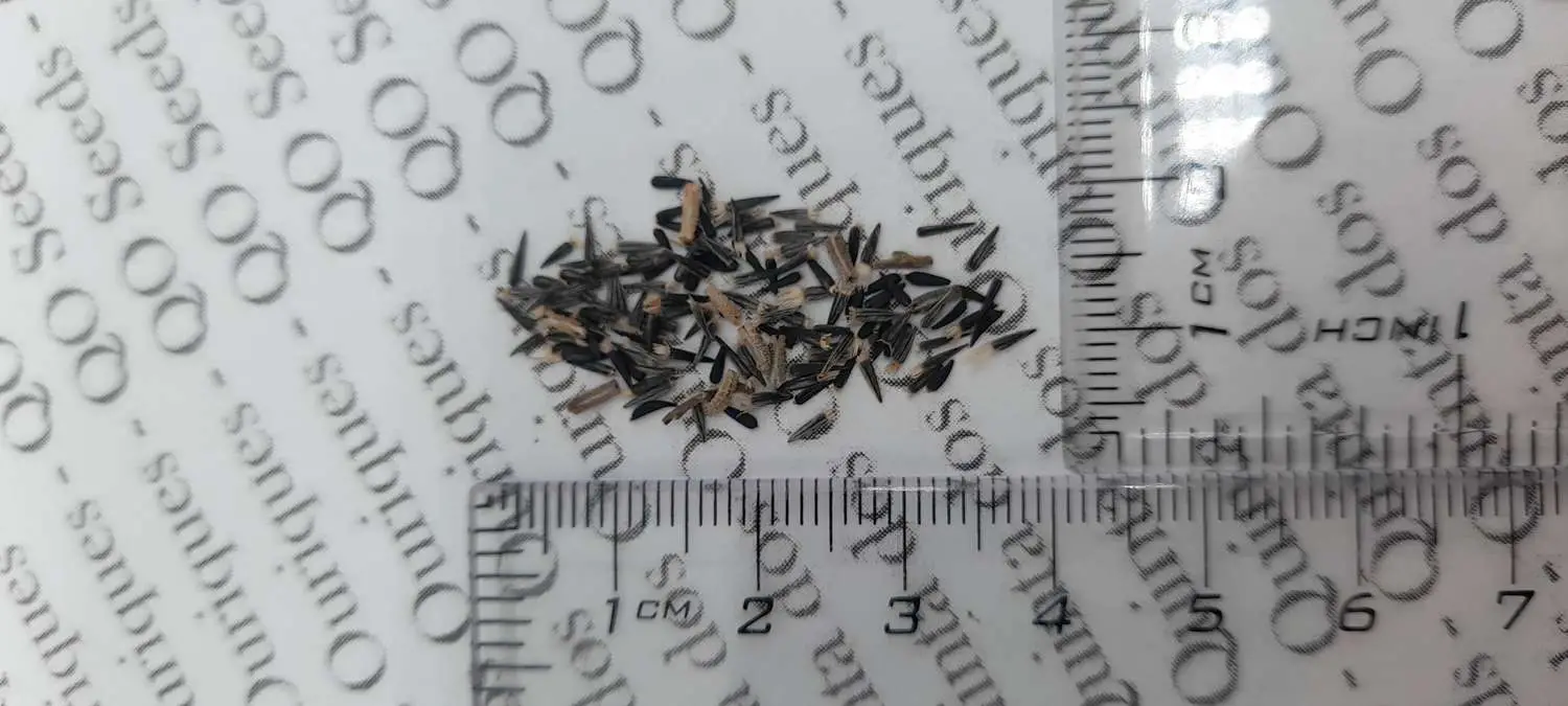 Layia platyglossa - Elegant layia, tidytips, tidy tips daisy, egg-fried flower - Image 6