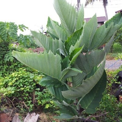 Leea macrophylla - Elephant Ear Tree
