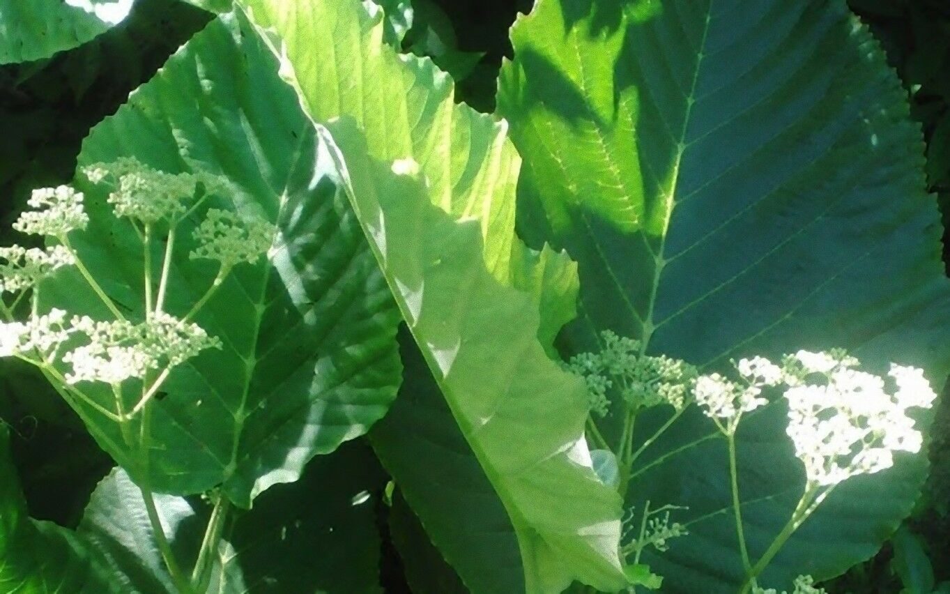 Leea macrophylla - Elephant Ear Tree - Image 2