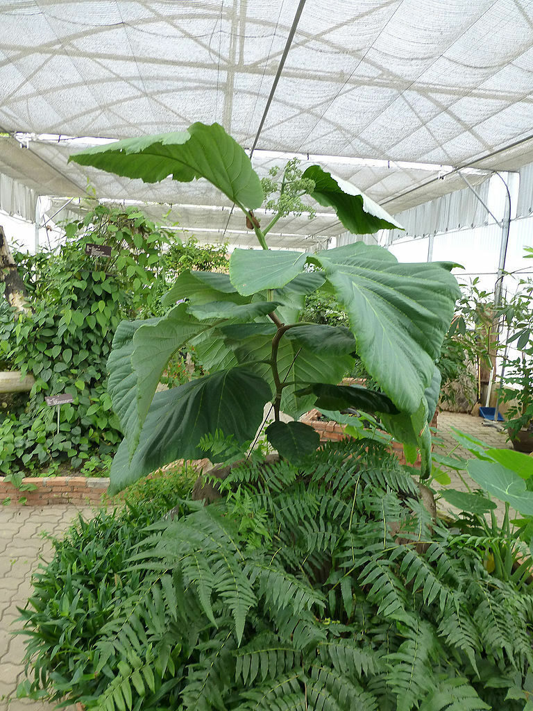 Leea macrophylla - Elephant Ear Tree - Image 4