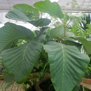 Leea macrophylla - Elephant Ear Tree - Image 5