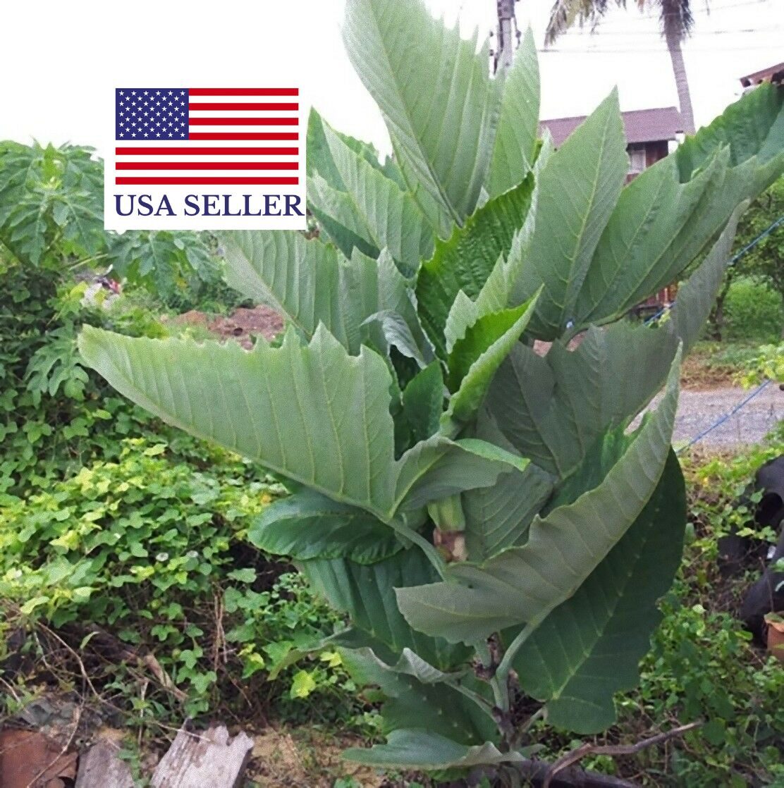 Leea macrophylla - Elephant Ear Tree - Image 6