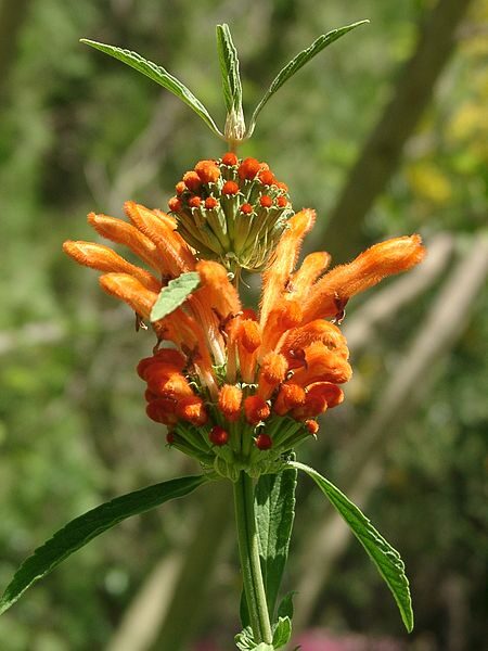 Leonotis leonurus - Lion's Tail, Wild Dagga