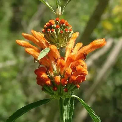 Leonotis leonurus - Lion's Tail, Wild Dagga