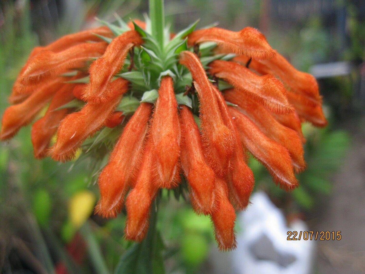 Leonotis leonurus - Lion's Tail, Wild Dagga - Image 2