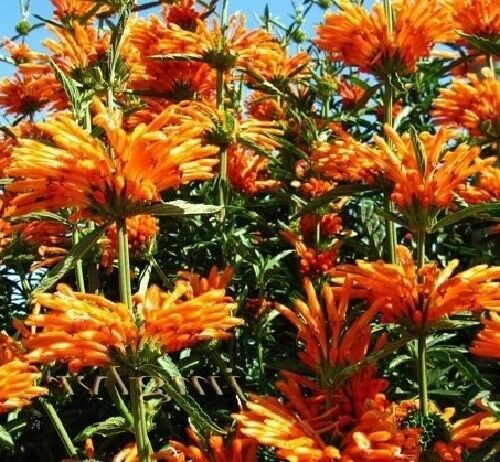 Leonotis leonurus - Lion's Tail, Wild Dagga - Image 3