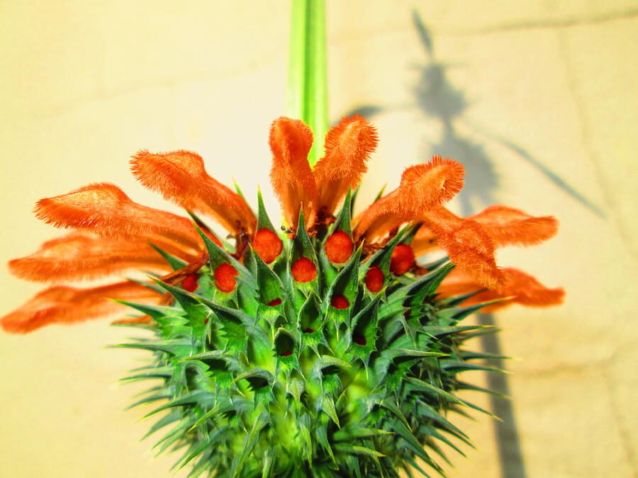 Leonotis leonurus - Lion's Tail, Wild Dagga - Image 8