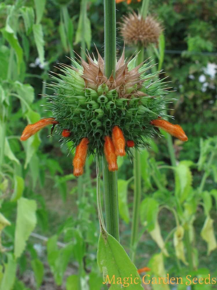 Leonotis leonurus - Lion's Tail, Wild Dagga - Image 9