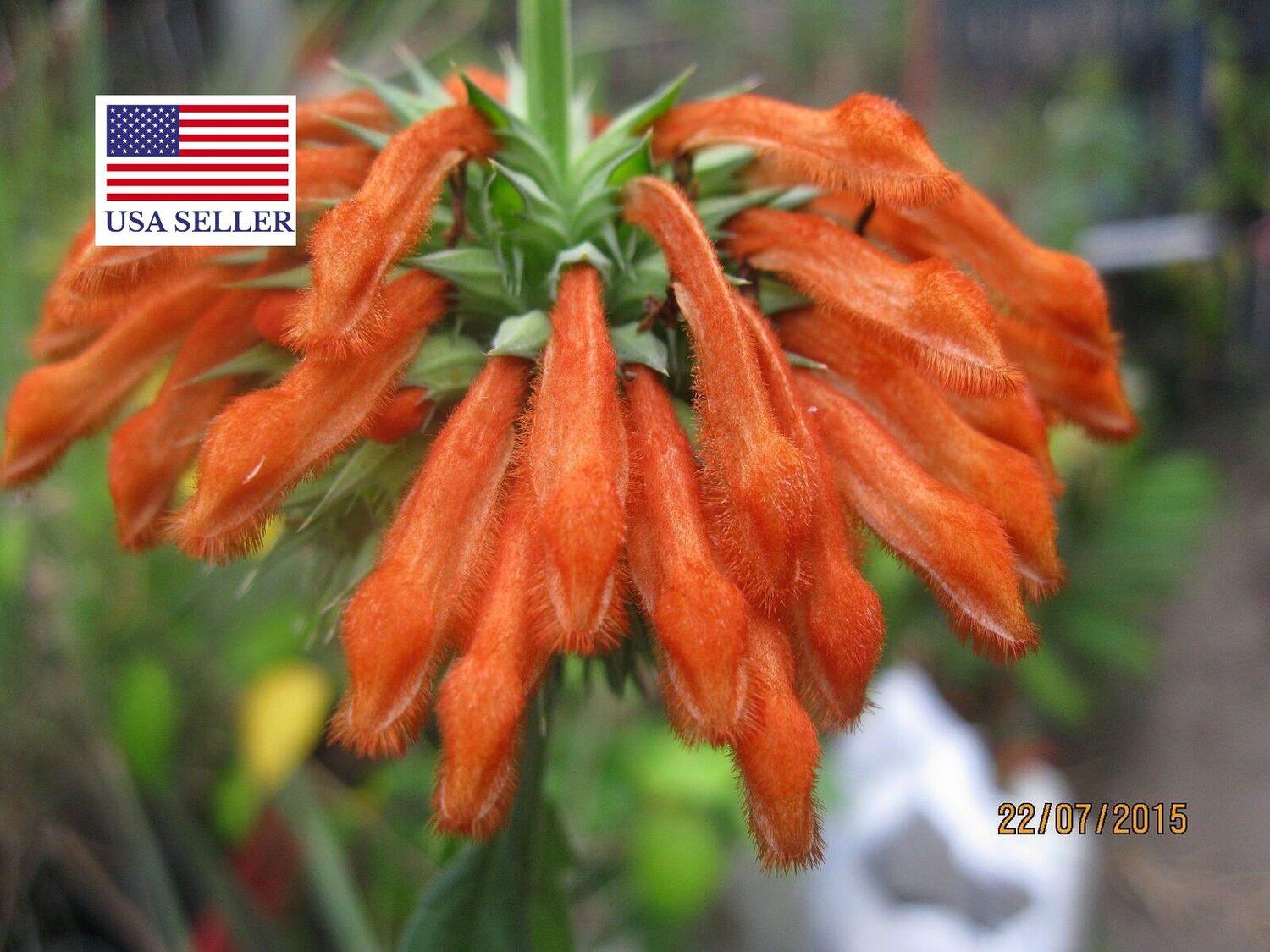 Leonotis leonurus - Lion's Tail, Wild Dagga - Image 10