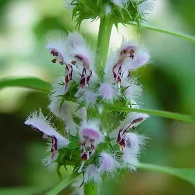 Leonurus cardiaca - Heart Balm, Motherweed, Motherwort, Lion Rubber, Heart Agripalma