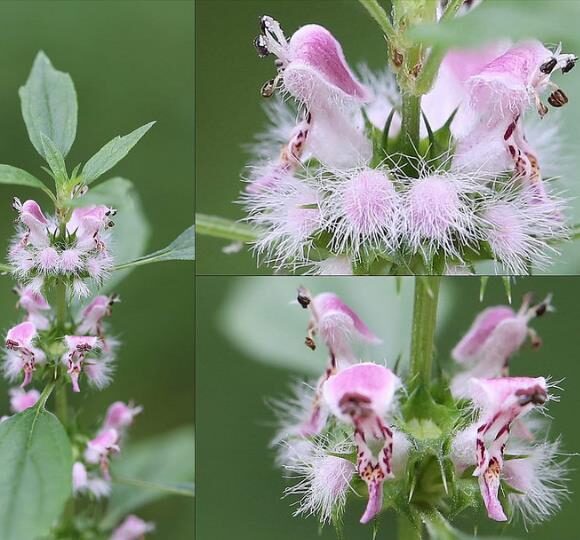 Leonurus cardiaca - Heart Balm, Motherweed, Motherwort, Lion Rubber, Heart Agripalma - Image 2