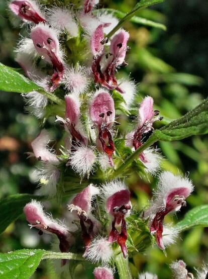 Leonurus cardiaca - Heart Balm, Motherweed, Motherwort, Lion Rubber, Heart Agripalma - Image 3