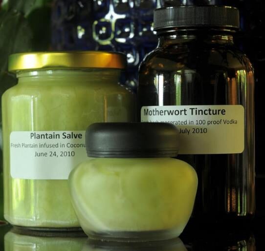 Leonurus cardiaca - Heart Balm, Motherweed, Motherwort, Lion Rubber, Heart Agripalma - Image 4