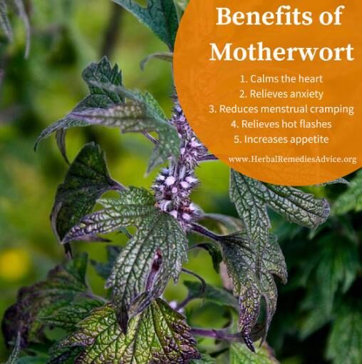 Leonurus cardiaca - Heart Balm, Motherweed, Motherwort, Lion Rubber, Heart Agripalma - Image 5