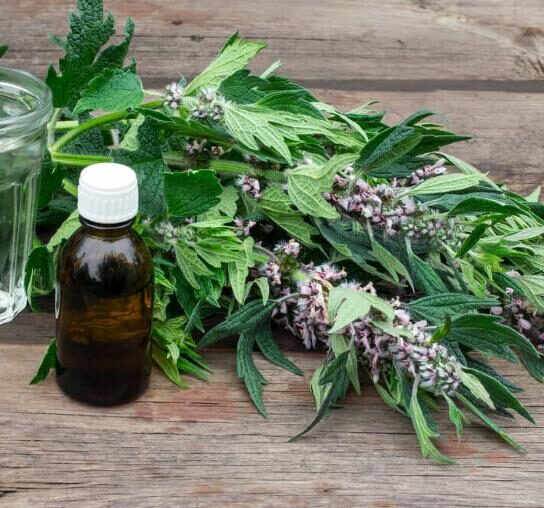 Leonurus cardiaca - Heart Balm, Motherweed, Motherwort, Lion Rubber, Heart Agripalma - Image 7