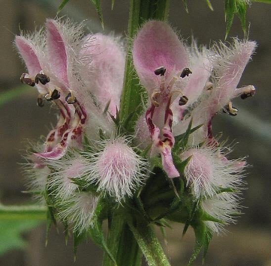 Leonurus cardiaca - Heart Balm, Motherweed, Motherwort, Lion Rubber, Heart Agripalma - Image 8
