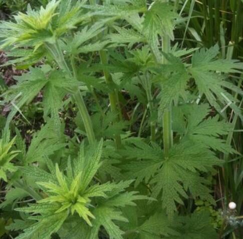 Leonurus cardiaca - Heart Balm, Motherweed, Motherwort, Lion Rubber, Heart Agripalma - Image 9