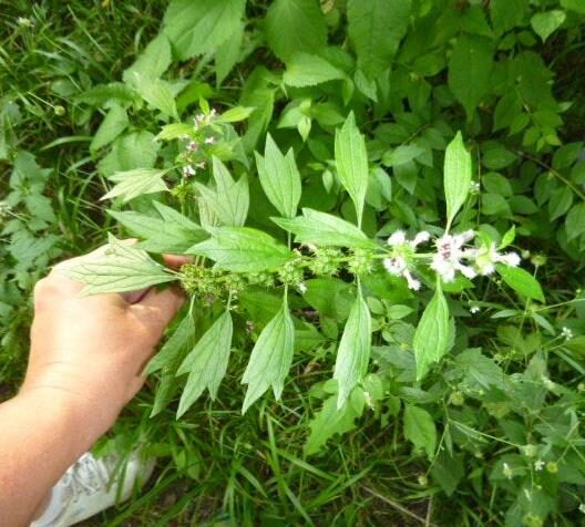 Leonurus cardiaca - Heart Balm, Motherweed, Motherwort, Lion Rubber, Heart Agripalma - Image 10