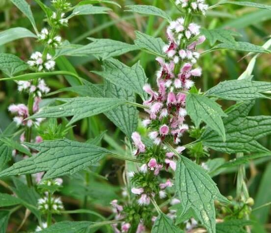 Leonurus cardiaca - Heart Balm, Motherweed, Motherwort, Lion Rubber, Heart Agripalma - Image 12