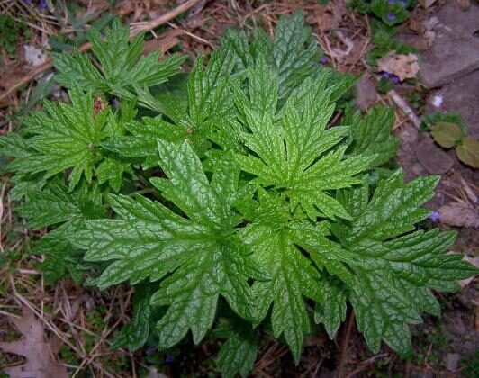Leonurus cardiaca - Heart Balm, Motherweed, Motherwort, Lion Rubber, Heart Agripalma - Image 13