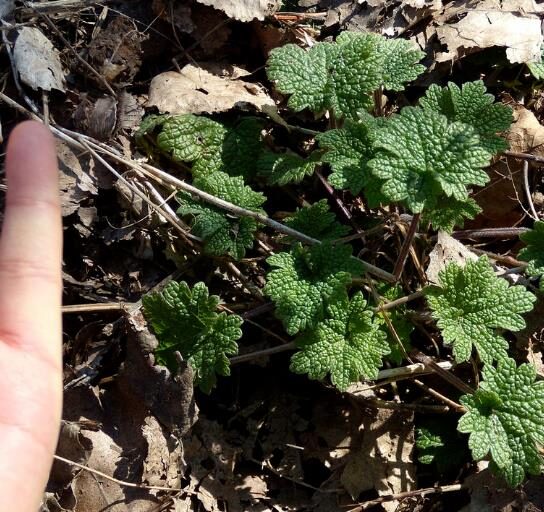 Leonurus cardiaca - Heart Balm, Motherweed, Motherwort, Lion Rubber, Heart Agripalma - Image 14