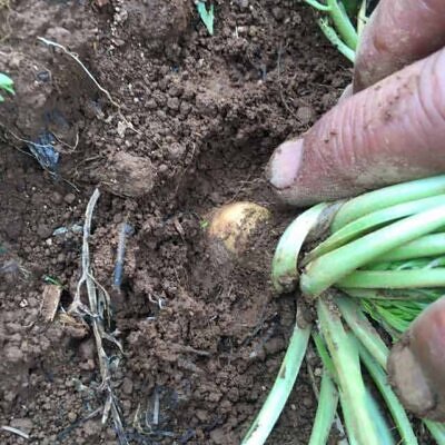 Lepidium meyenii / Lepidium peruvianum - Maca, Macoa, Peruvian Maca, Andes Ginseng, Incas Travel, Peruvian Ginseng, Maca-Maca, Maino, Ayak Chichira, Ayak Willku