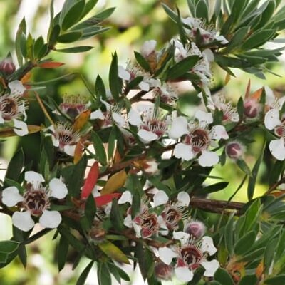 Leptospermum grandiflorum - Autumn Tea Tree, Large-flowered Tea Tree