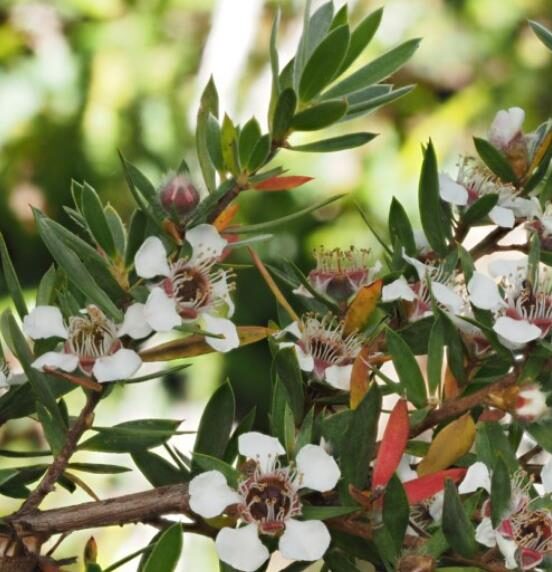 Leptospermum grandiflorum - Autumn Tea Tree, Large-flowered Tea Tree - Image 3