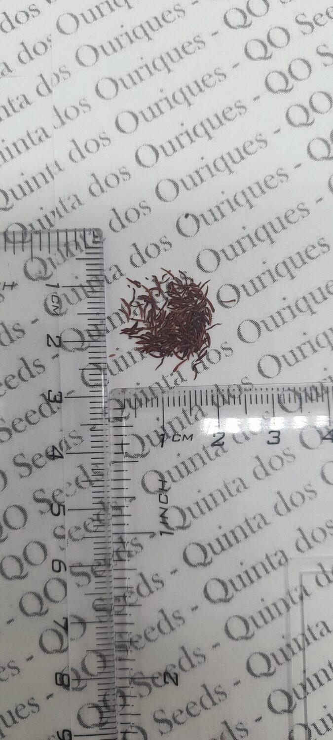 Leptospermum grandiflorum - Autumn Tea Tree, Large-flowered Tea Tree - Image 6