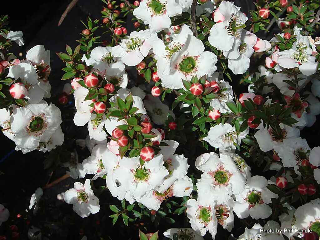 Leptospermum grandiflorum - Autumn Tea Tree, Large-flowered Tea Tree - Image 9